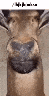 a close up of a horse 's nose with the words / ihjkjbjmkso above it