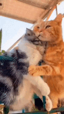 GIF