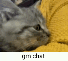 Gm Chat Good Morning GIF - Gm Chat Good Morning Cat GIFs