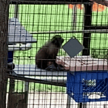 Monkey Capuchin GIF - Monkey Capuchin Stressed GIFs