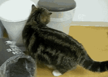If It Fits, I Sits GIF - Cats Lol Silly GIFs