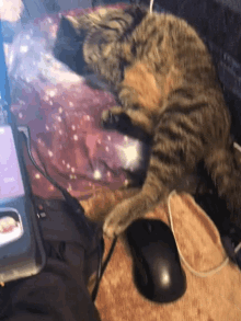 Pele Cat GIF - Pele Cat Cuddle GIFs