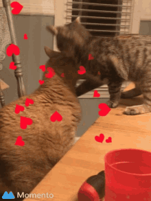 Cat Love Cat GIF - Cat Love Cat Sweet GIFs