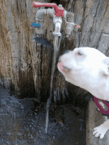Dog Thirsty GIF - Dog Thirsty Tongue GIFs