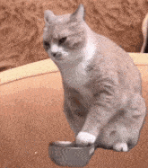 Cat Meme Food Bowl GIF