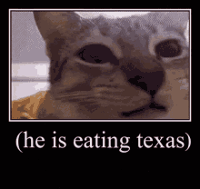 Texas Eating Texas GIF - Texas Eating Texas Cat GIFs