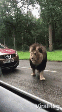 Lion Viralhog GIF - Lion Viralhog Walking On Street GIFs