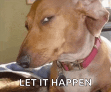 a brown and white dog with a pink collar is sitting on a bed and says let it happen .