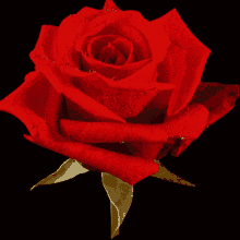 rose spin flower red rose