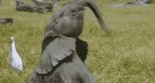 Elephant Wiggle GIF - Elephant Wiggle Wag GIFs