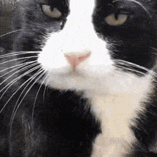 Cat Smirk GIF - Cat Smirk Tongue GIFs