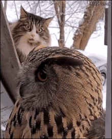 Hoecat Owl GIF - Hoecat Cat Owl GIFs
