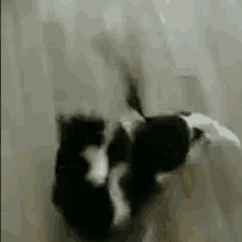 Cat Cat Flip GIF - Cat Cat Flip GIFs