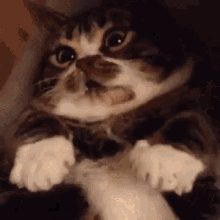 Cat Cats GIF - Cat Cats Tickle GIFs