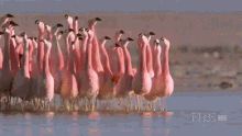 The Groups Of High School Students Touring My Campus Right Now. GIF - Flamingos Group Observant GIFs