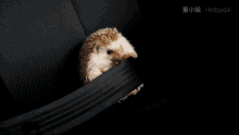 Hedgehog Hedgehog Travel GIF - Hedgehog Hedgehog Travel Drive Safe GIFs