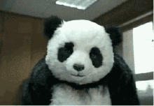 Panda Angry GIF