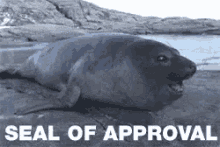 seal approval seal of approval sea lion
