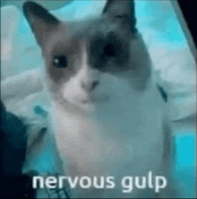 a cat is sitting on a bed with the words `` nervous gulp '' written next to it .