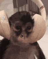 a close up of a monkey wearing headphones on its ears .