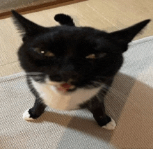 a black and white cat is standing on its hind legs on a rug and looking at the camera .