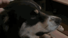 a person is petting a black and white dog 's head .