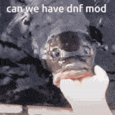 Can We Have Dnf Mod GIF - Can We Have Dnf Mod Can We Have Dnf Mod GIFs
