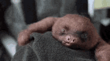 Sloth Sleepy GIF - Sloth Sleepy Tired GIFs
