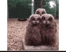 Owls Whatever You Say GIF - Owls Whatever You Say Head Sass GIFs
