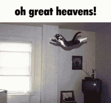 Cat Fly GIF - Cat Fly Flying GIFs