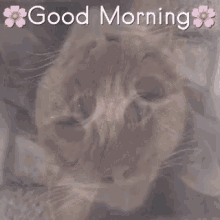 Goodmorning Morning Kitty GIF