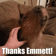 emmett thanks