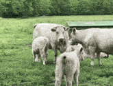 Vache Animal GIF - Vache Animal Animals GIFs