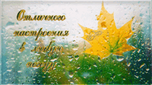 a russian greeting card with a maple leaf and rain drops on it