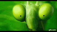 Mantis Stare GIF - Mantis Stare Animated GIFs