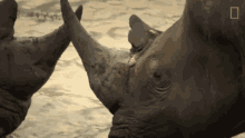 Horn To Horn The Bullying Bull Rhino GIF - Horn To Horn The Bullying Bull Rhino World Rhino Day GIFs
