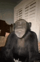 a chimpanzee is sitting on a bed in front of a window and shutters .