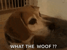 Dogs Curious GIF - Dogs Curious Confused GIFs