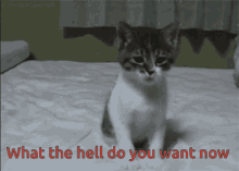 What Do You Want What The Hell GIF - What Do You Want What The Hell Now GIFs