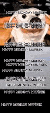 a dog is smiling and saying happy monday mufisek