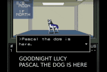 Goodnight Lucy Pascal The Dog Is Here GIF