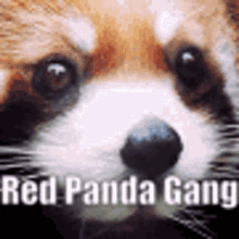 Red Panda Gang GIF - Red Panda Gang Red Panda Gang GIFs