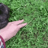 a person 's hand is touching a rabbit 's paw in the grass