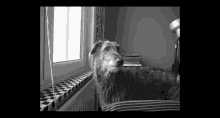 Scottish Deerhound Howling GIF - Scottish Deerhound Howling GIFs