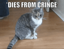 Dies From Cringe Dies Of Cringe GIF - Dies From Cringe Dies Of Cringe Dies From Cringe Cat GIFs