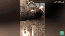 Cats Cats In Water GIF - Cats Cats In Water Fell GIFs