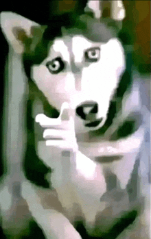 a painting of a husky dog with a finger in its mouth