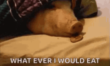 What Ever I Would Eat Pig GIF - What Ever I Would Eat Pig Piggy GIFs
