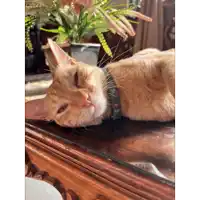 a cat wearing a collar laying on a table