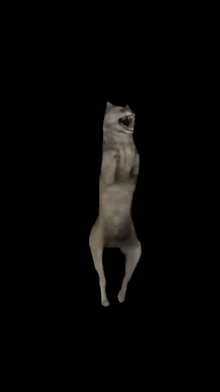 Dog Dance GIF - Dog Dance Meme GIFs